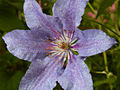 Clematis Teksa IMG_4317 Powojnik